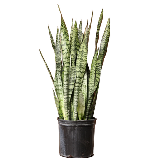 SANSEVIERIA WINTERGREEN 8" POT