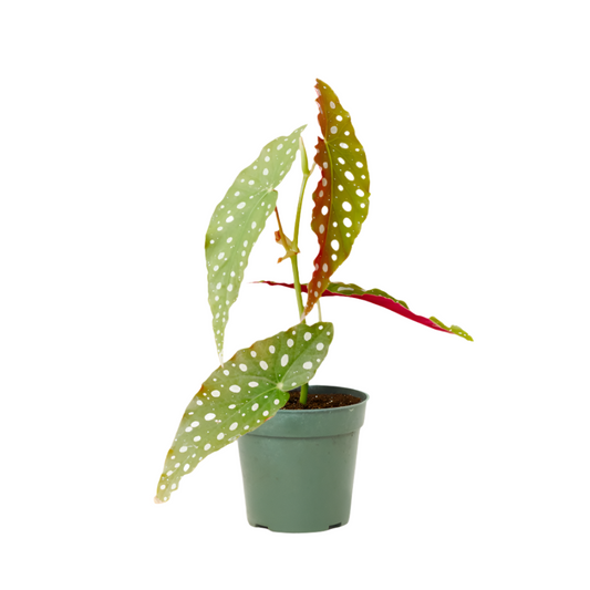 BEGONIA MACULATA 4" POT