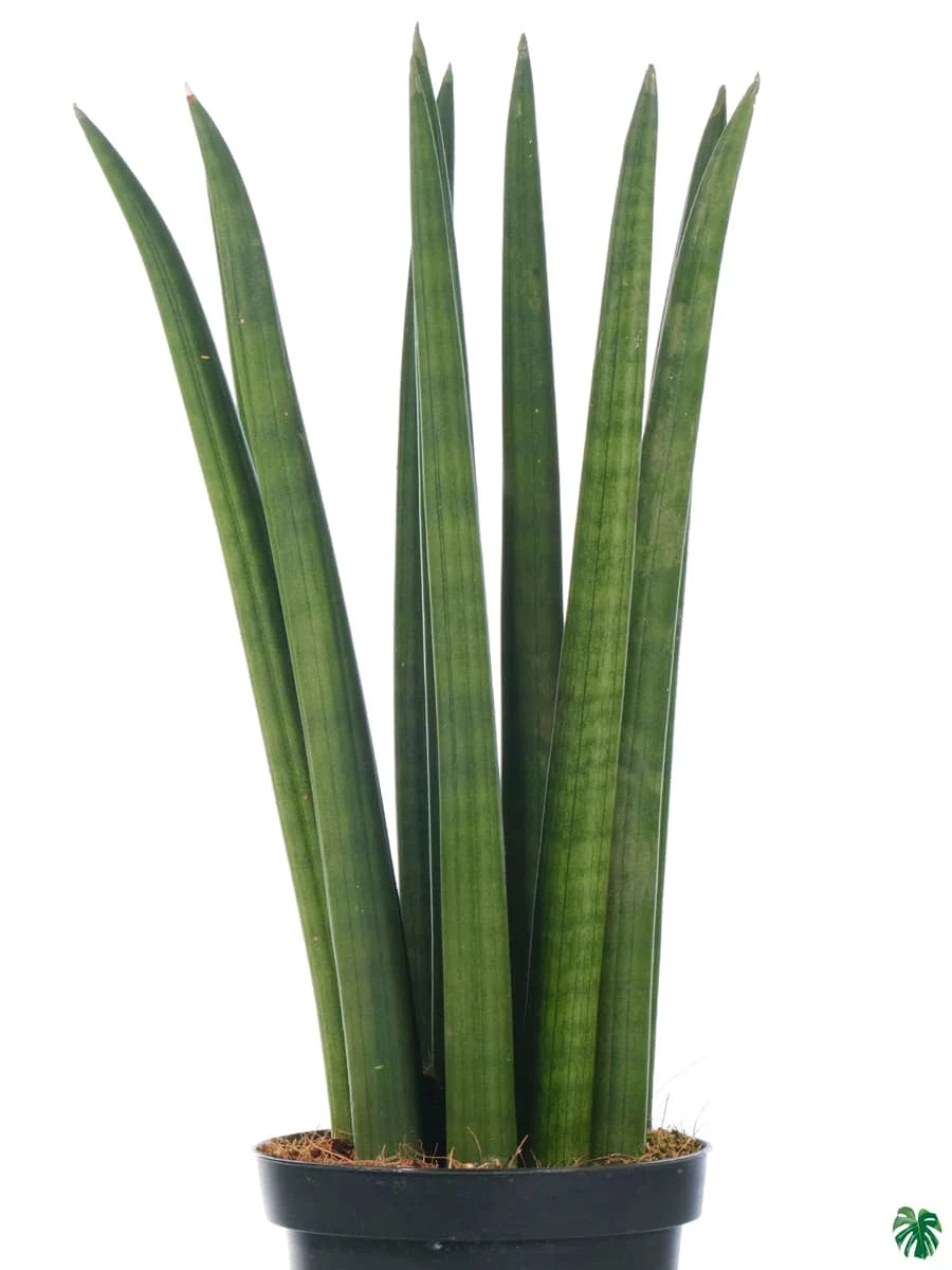 sansevieria cylindrica size SANSEVIERIA CYLINDRICA 6" POT – Spacecraft Vapor