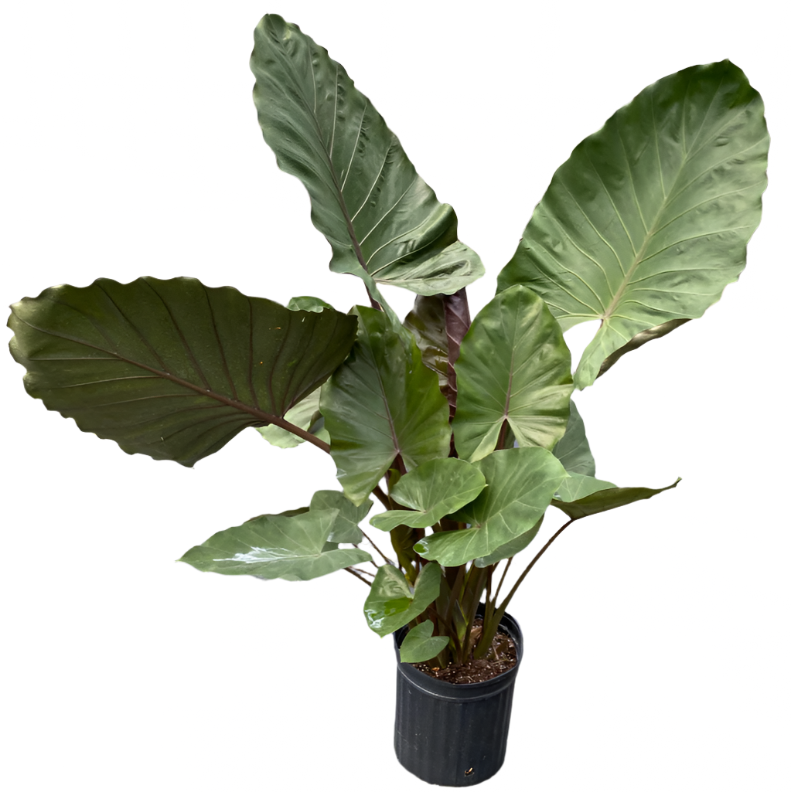 ALOCASIA METAL HEAD 12" POT (REPOTTED)