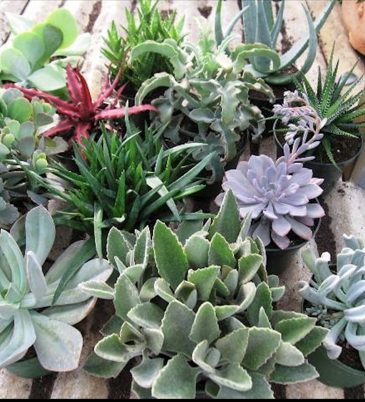 succulents space SUCCULENTS ASSORTED 6" POT – Spacecraft Vapor