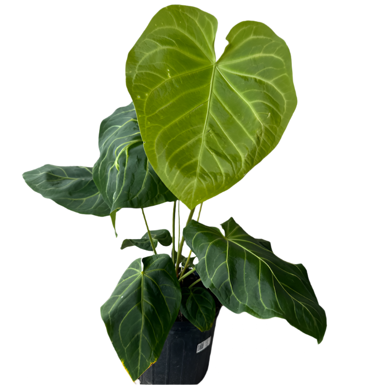 anthurium magnificum buy ANTHURIUM MAGNIFICUM 10" POT – Spacecraft Vapor