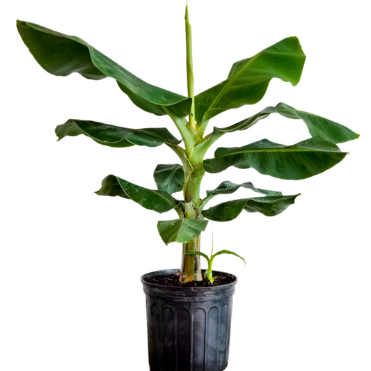 BANANA-CAVENDISH SUPER DWARF 10” POT