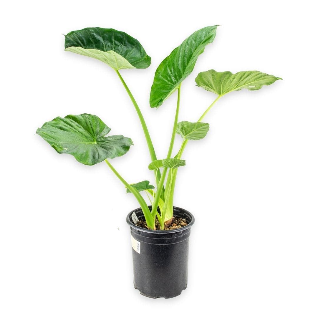 ALOCASIA CALIDORA 10" POT