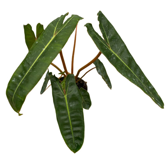 PHILODENDRON BILLIETIAE 4" POT