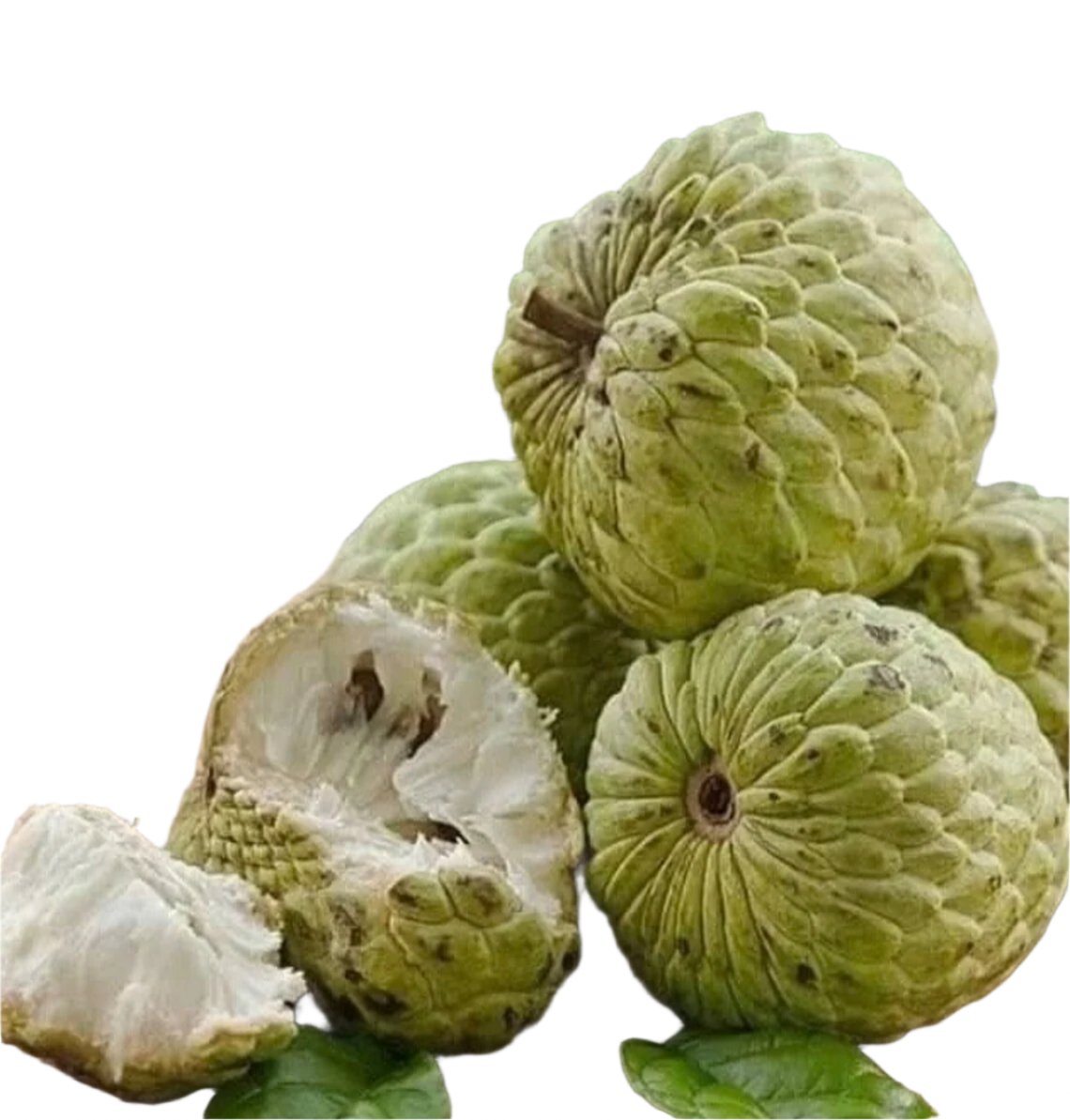FRUIT-SUGAR APPLE (ANNONA SQUAMOSA) 10" POT