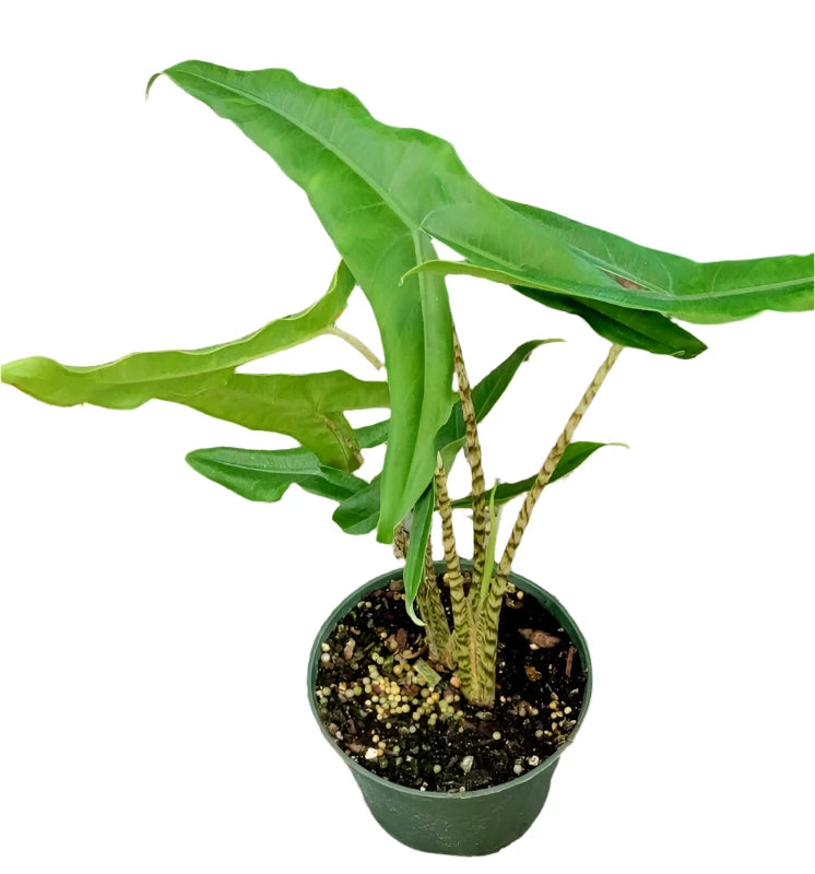 Alocasia Tigrina Superba' 6