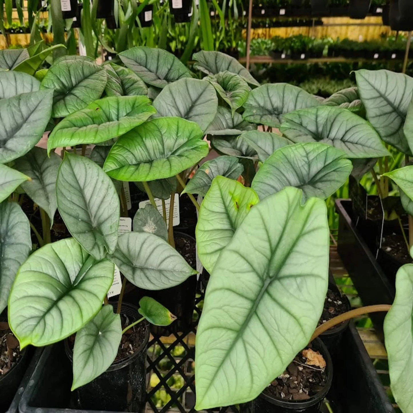 ALOCASIA BISMA 2" POT