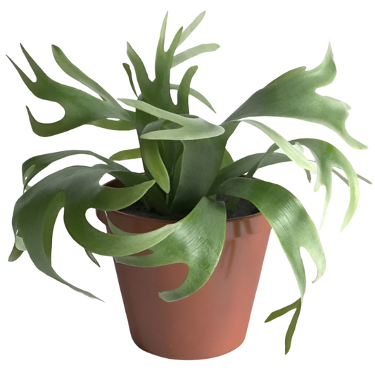 FERN-ELKHORN STAGHORN 4" POT