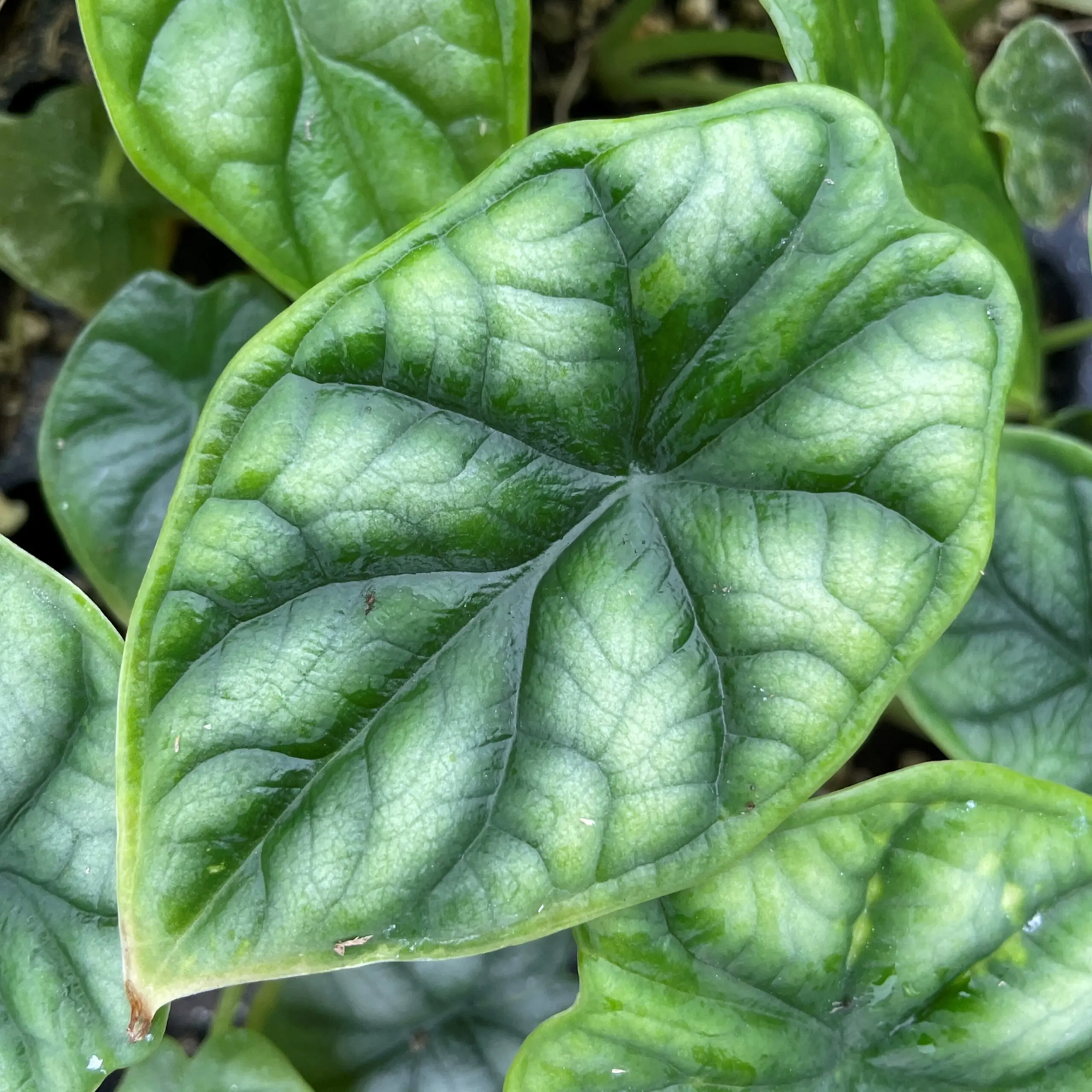 ALOCASIA DRAGON SCALE 4" POT