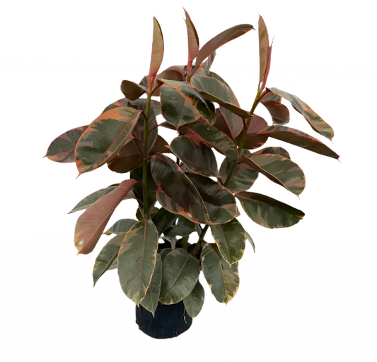 FICUS RUBY 12" POT