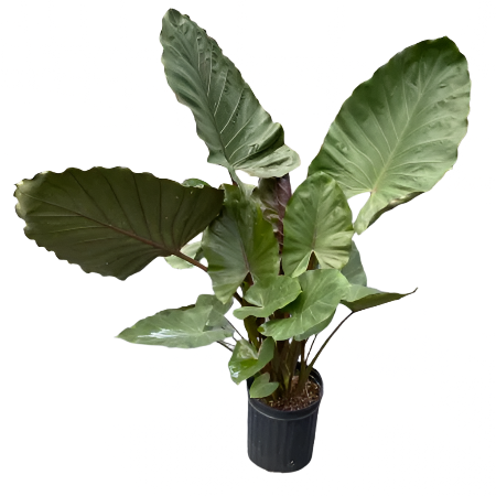 ALOCASIA METAL HEAD 12" POT