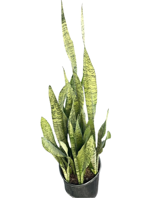 SANSEVIERIA ZEYLANICA 10" POT