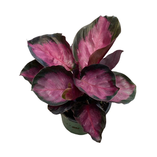 CALATHEA PURPLE ROSE 4" POT