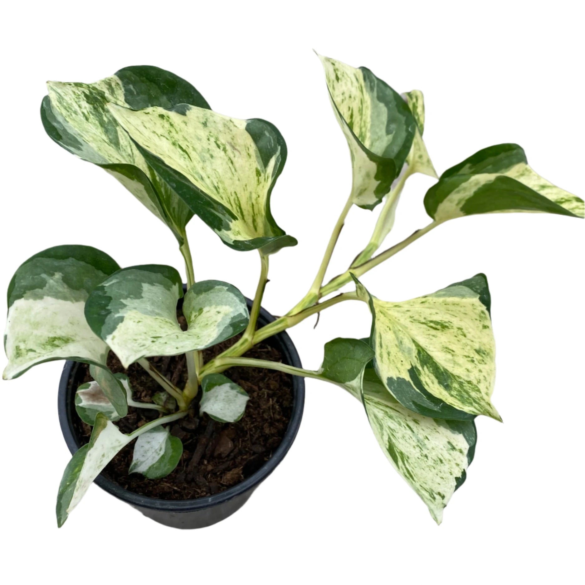 manjula pothos in water POTHOS MANJULA 4" POT – Spacecraft Vapor