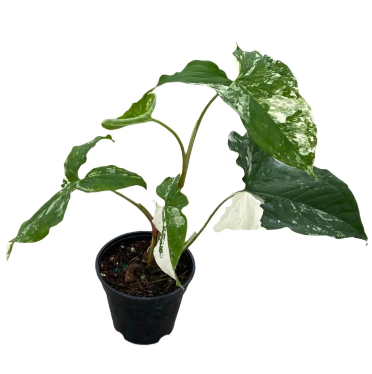 SYNGONIUM ALBO 4" POT