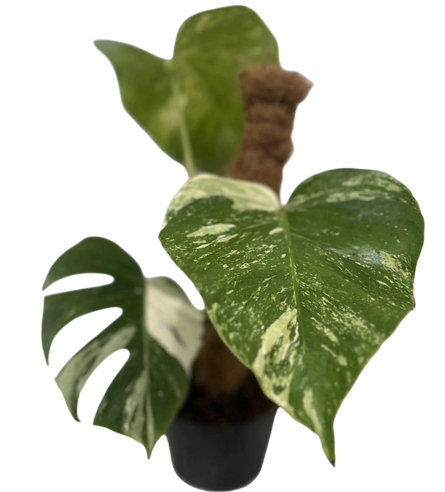 MONSTERA ALBO 6" POT