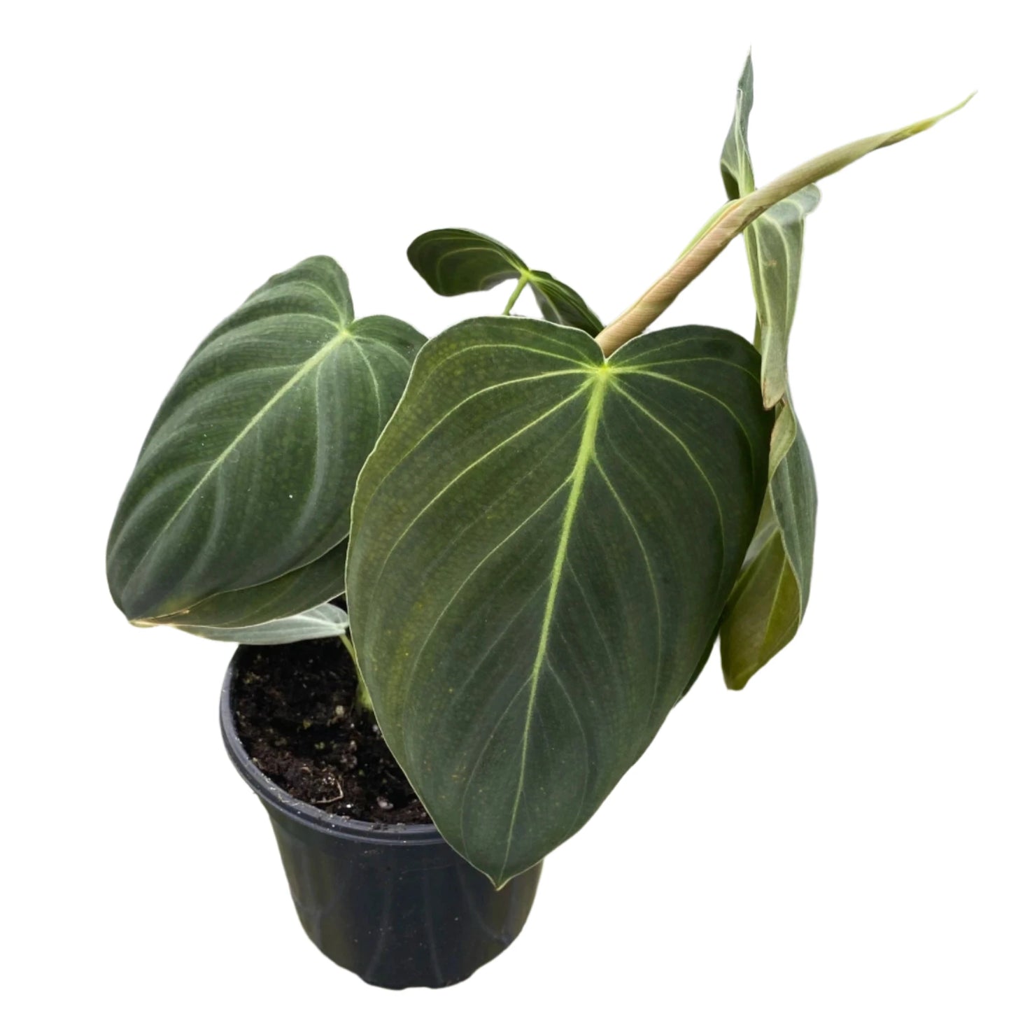 PHILODENDRON MELANOCHRYSUM 4" POT