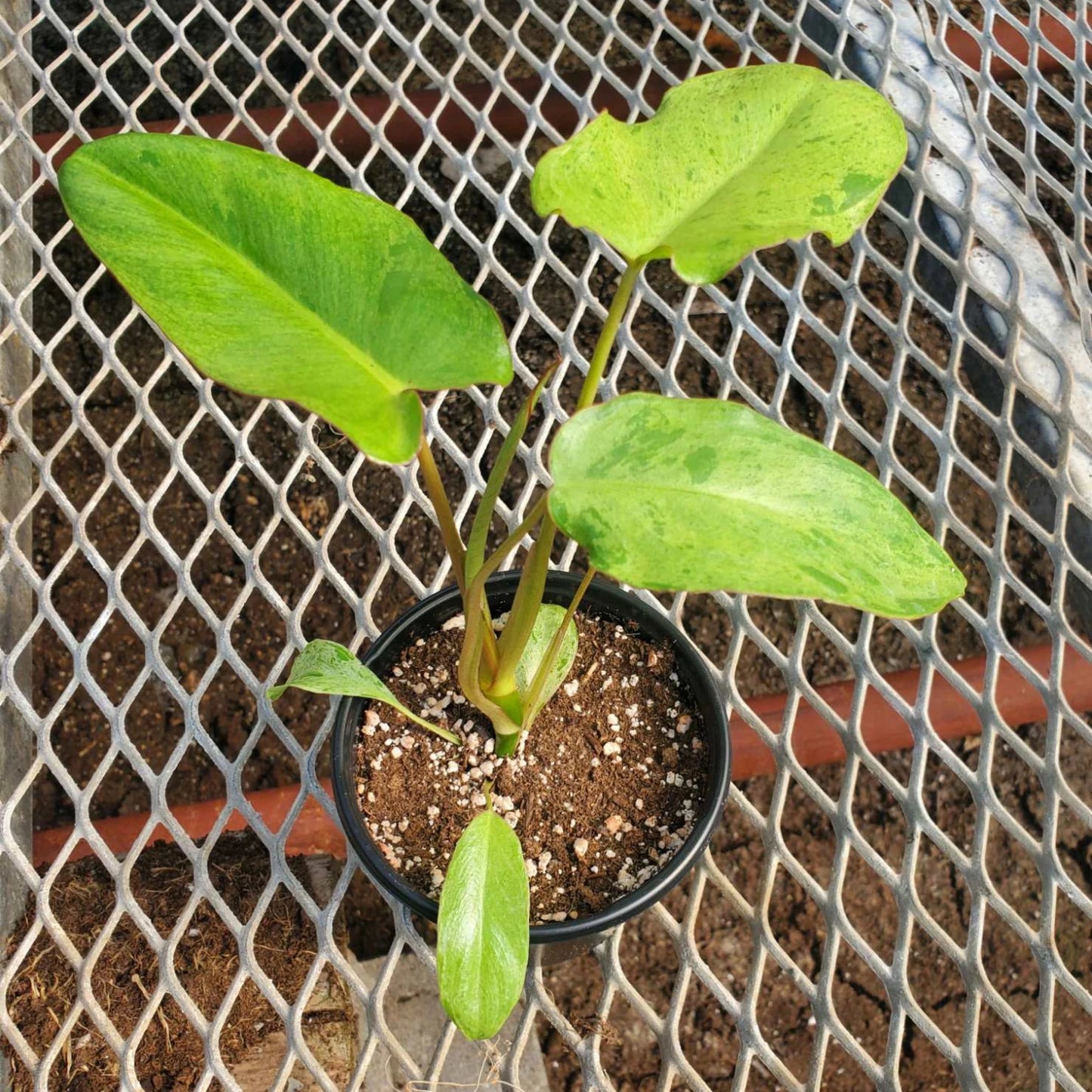 PHILODENDRON PARAISO VERDE 4" POT