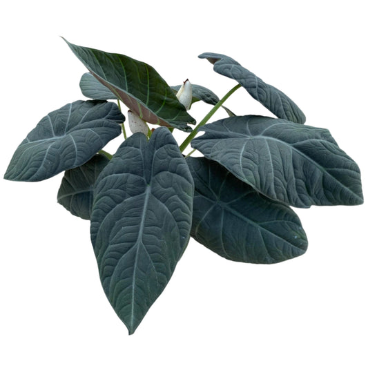 ALOCASIA MAHARANI 6" POT