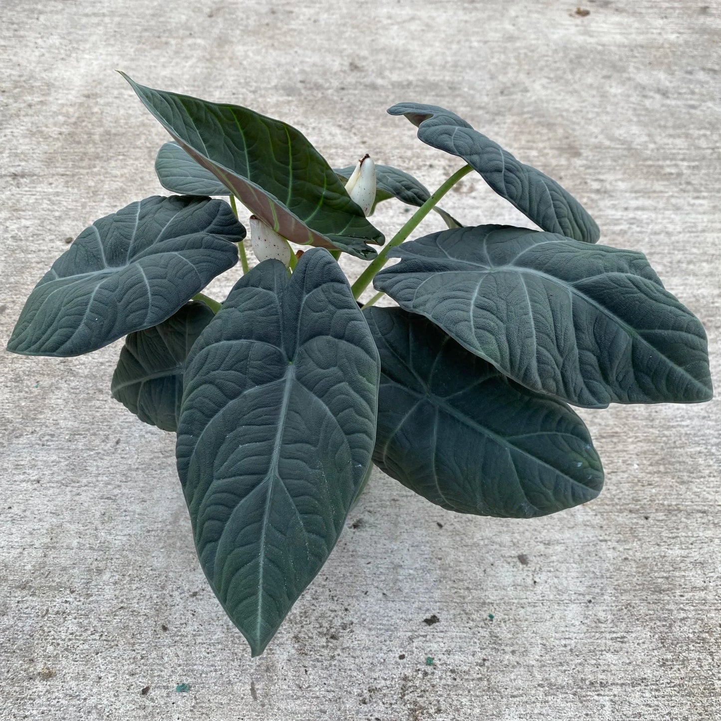 ALOCASIA MAHARANI 6" POT