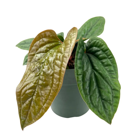 ANTHURIUM RADICANS X LUXURIANS 6" POT