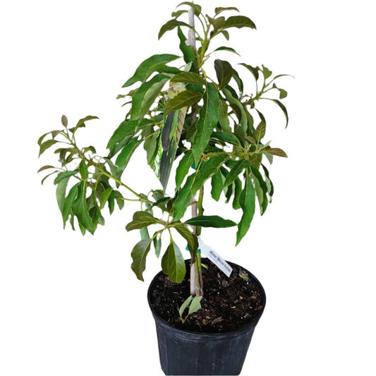 FRUIT WINTER MEXICAN AVOCADO 10” POT