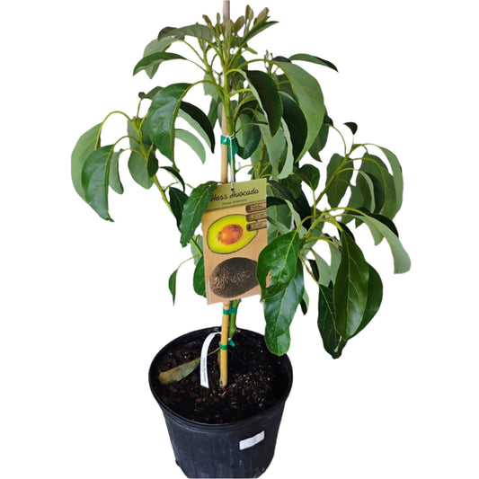 FRUIT HAAS AVOCADO 10” POT