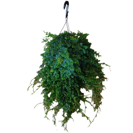 HB FERN-SELAGINELLA 8" POT