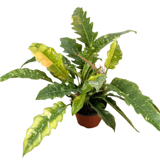 PHILODENDRON RING OF FIRE 6" POT