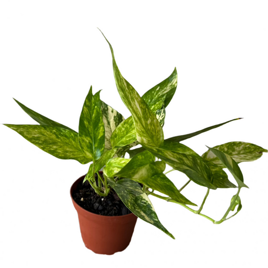 POTHOS EPIPREMNUM  PINNATUM NEON 4" POT