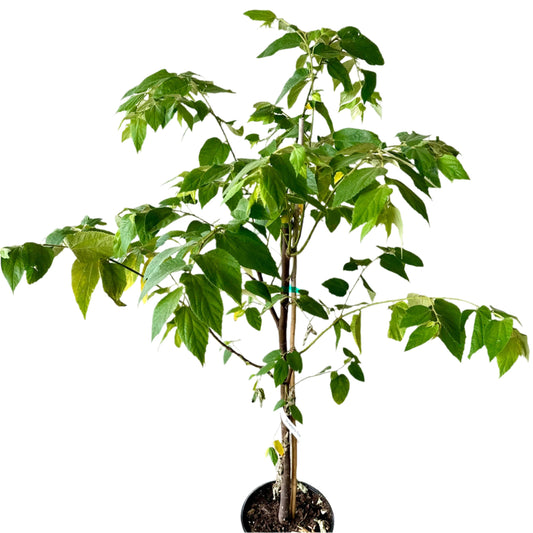 FRUIT-STRAWBERRY TREE (MUNTINGIA CALABURA) 10" POT