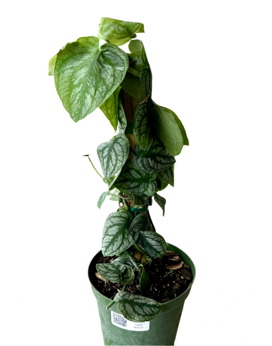 TOTEM PHILODENDRON MONSTERA DUBIA 6" POT