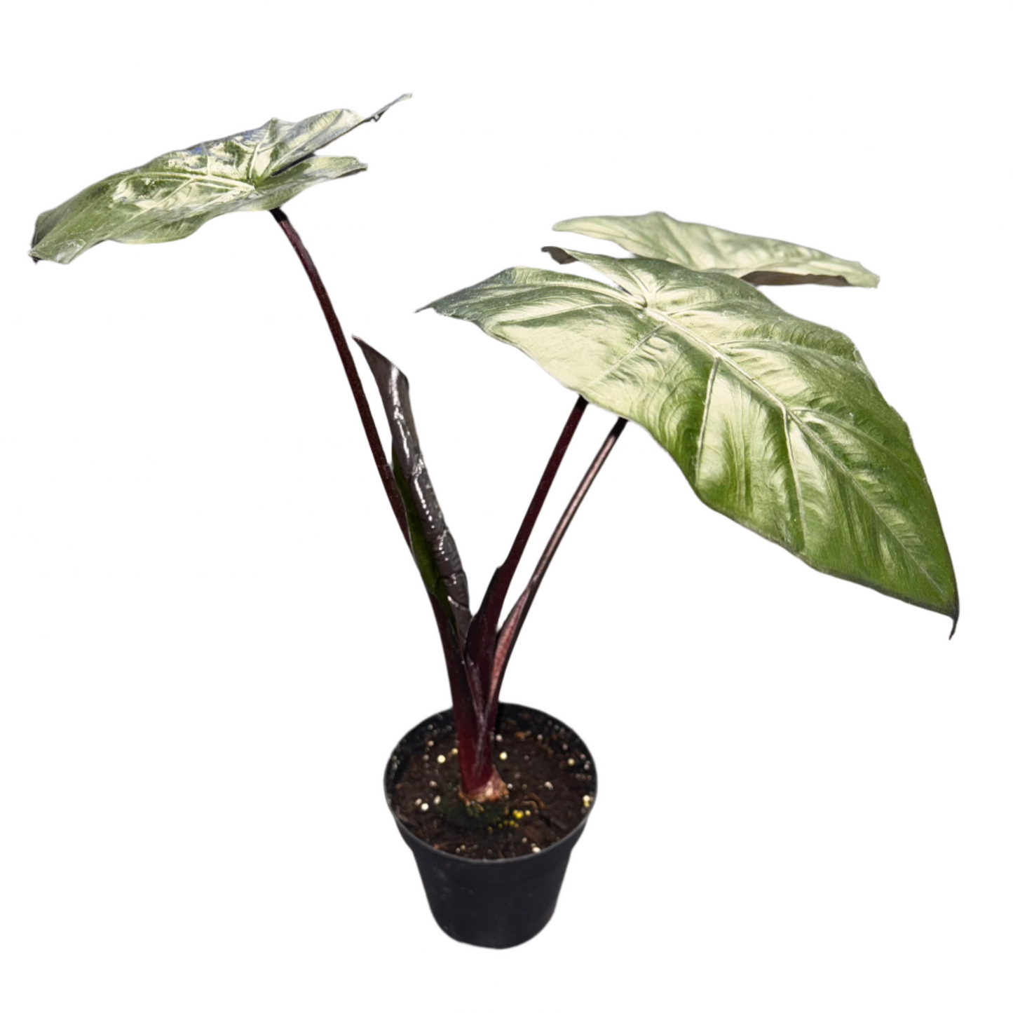 ALOCASIA METALLIC 4" POT