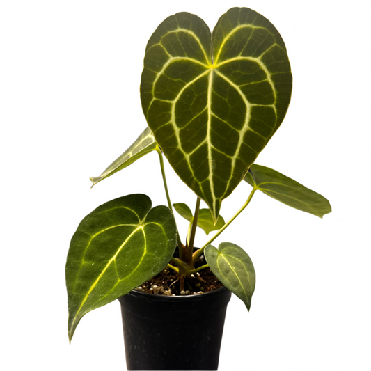 ANTHURIUM CLARINERVIUM 4" POT