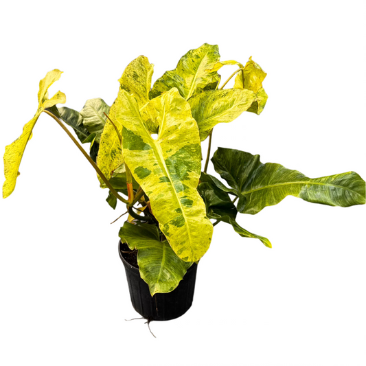 PHILODENDRON PARAISO VERDE 10" POT