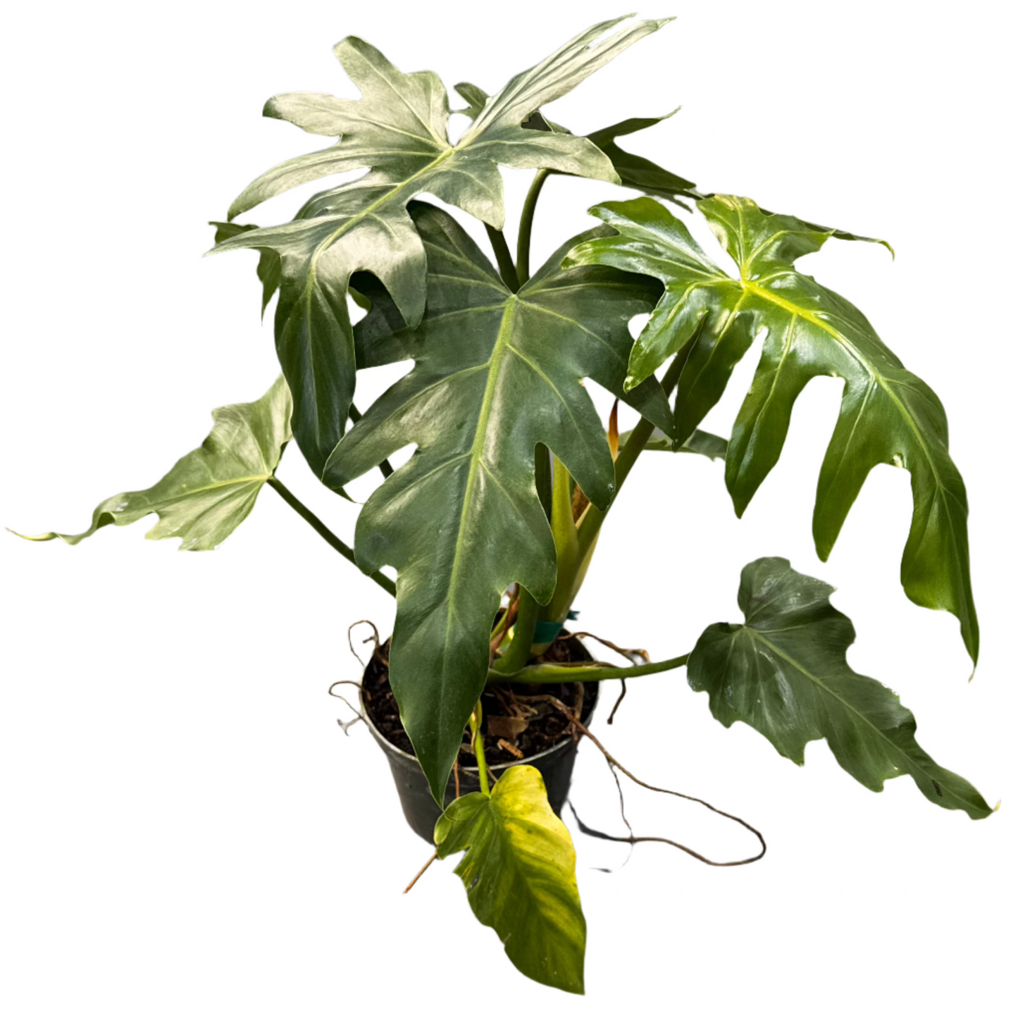 PHILODENDRON MAYOI 6" POT