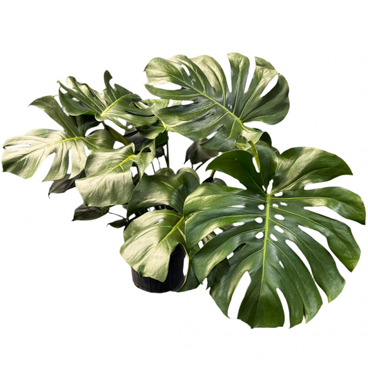 PHILODENDRON MONSTERA DELICIOSA 10" POT