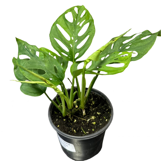 PHILODENDRON MONSTERA ESQUELETOS 4" POT