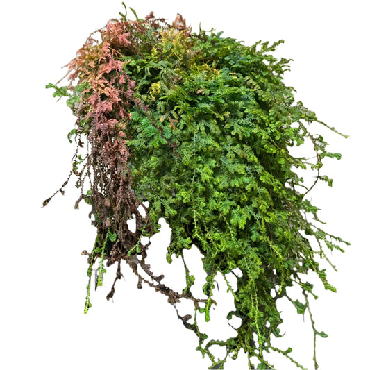 HB FERN-SELAGINELLA 8" POT