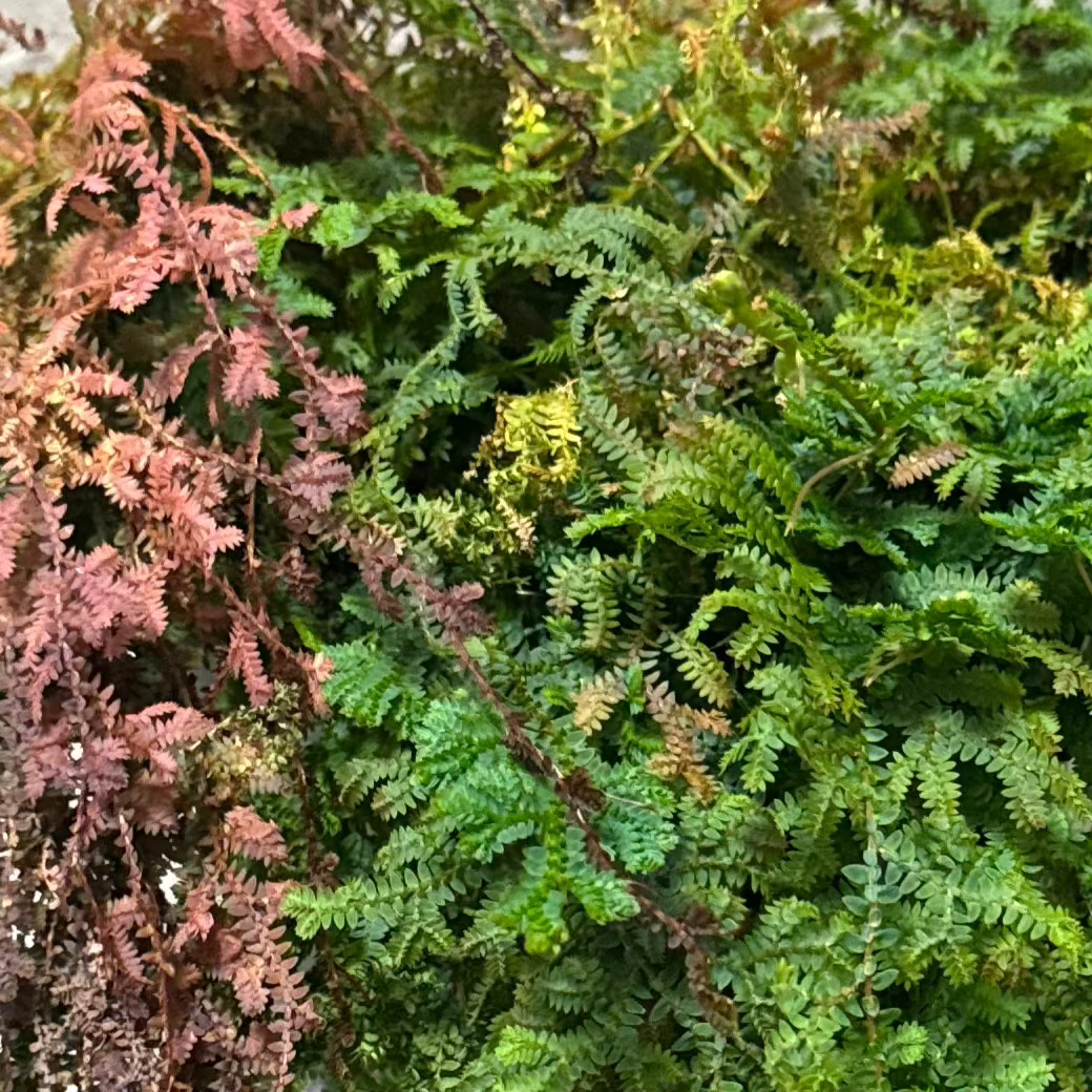 FERN-SELAGINELLA 8" POT