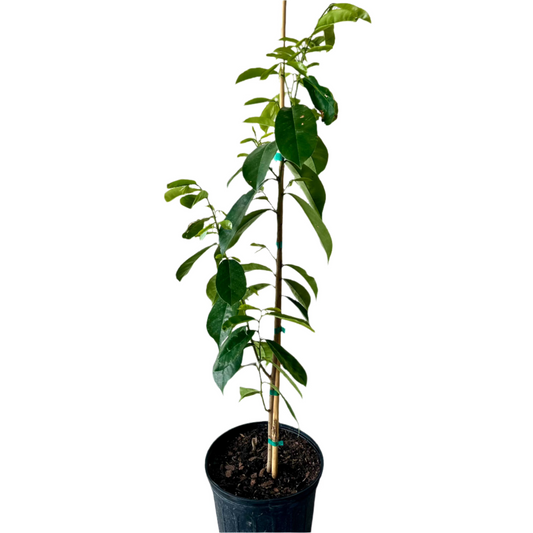 FRUIT-SOURSOP (ANNONA MURICATA) 10” POT