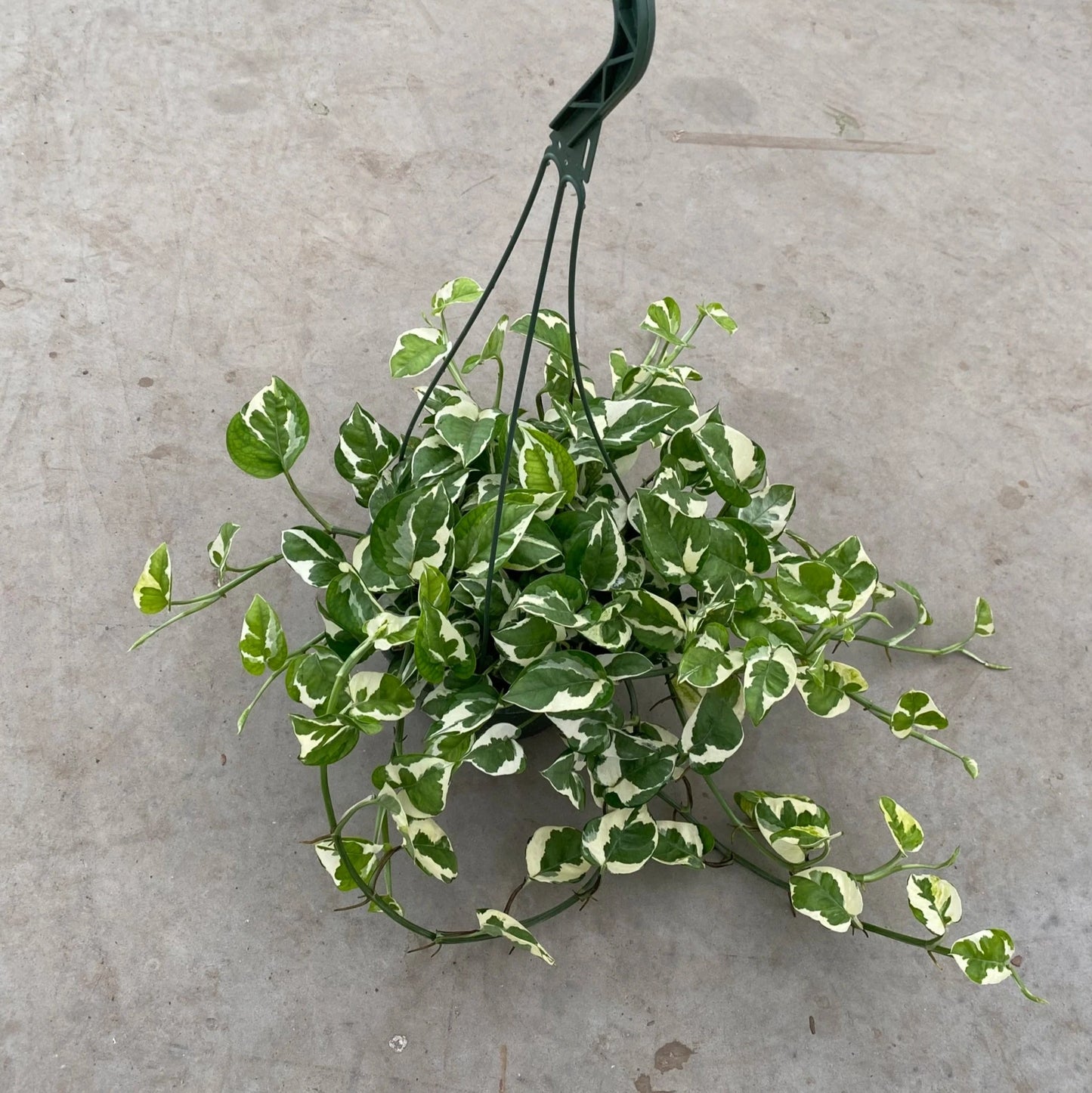 8" POTHOS PEARLS AND JADE HANGING BASKET