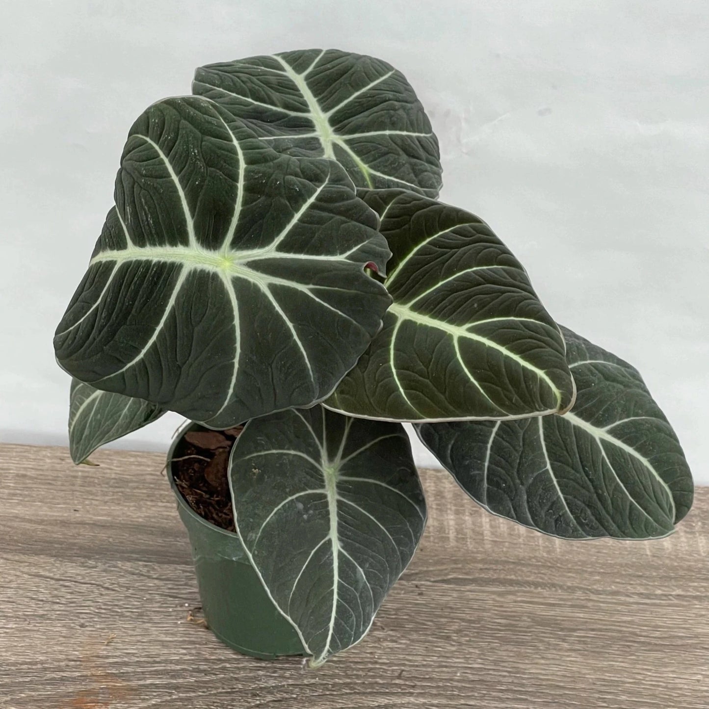 ALOCASIA BLACK VELVET 4" POT