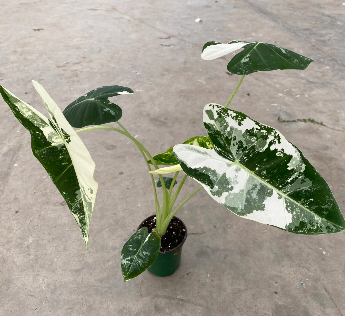 ALOCASIA FRYDEK VARIEGATED 4" POT