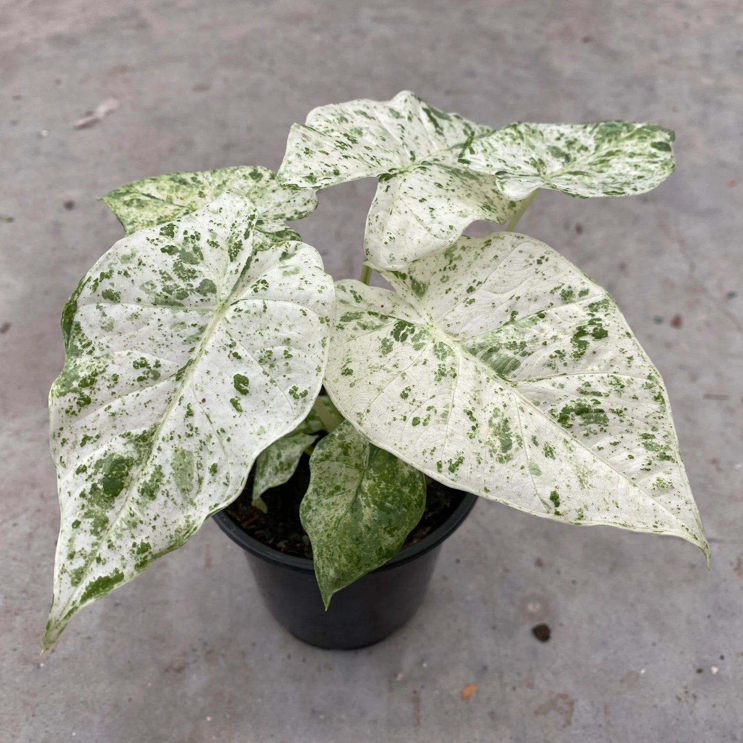 ALOCASIA MACRORRIHIZO VARIEGATED 4" POT