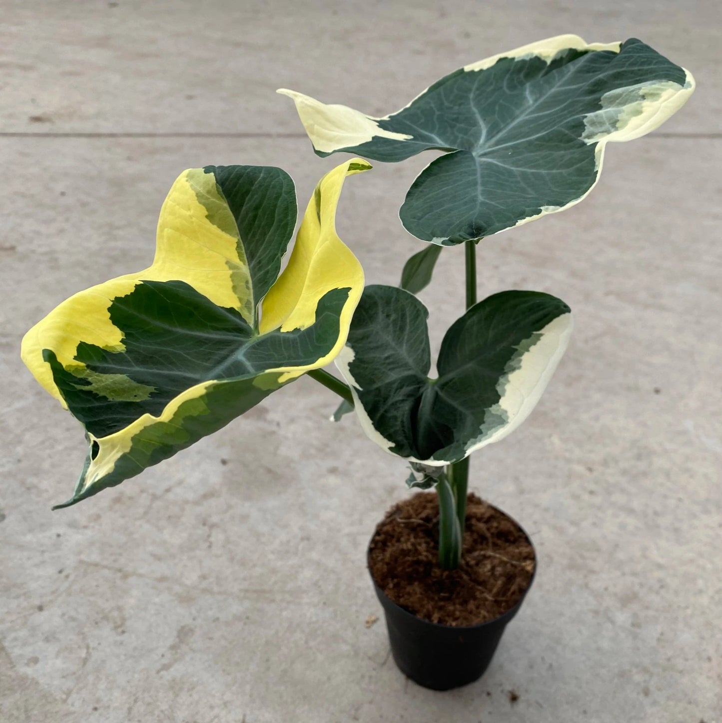 ALOCASIA MICKEY MOUSE 4" POT