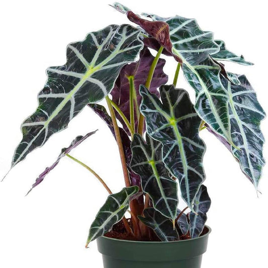 ALOCASIA POLLY 6" POT