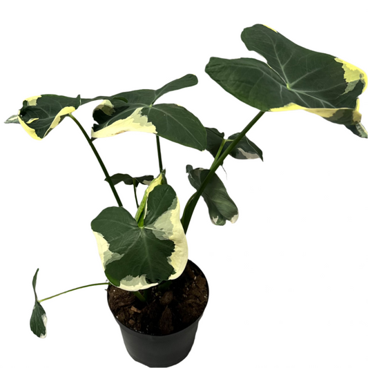 ALOCASIA MICKEY MOUSE 6" POT