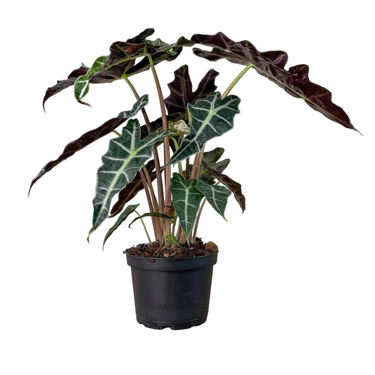 ALOCASIA POLLY 6" POT